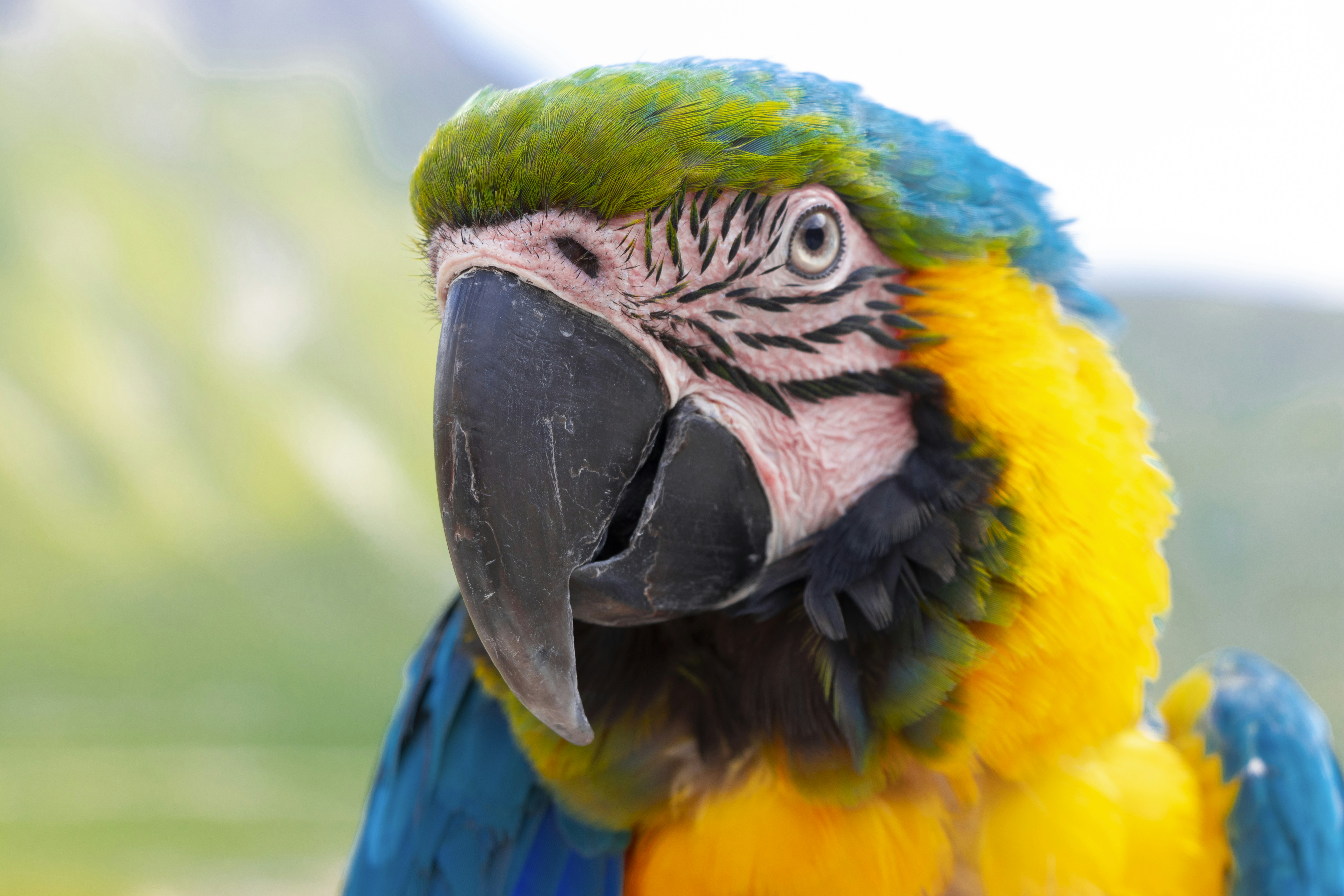 Tierkommunikation, Fragen an dein Tier